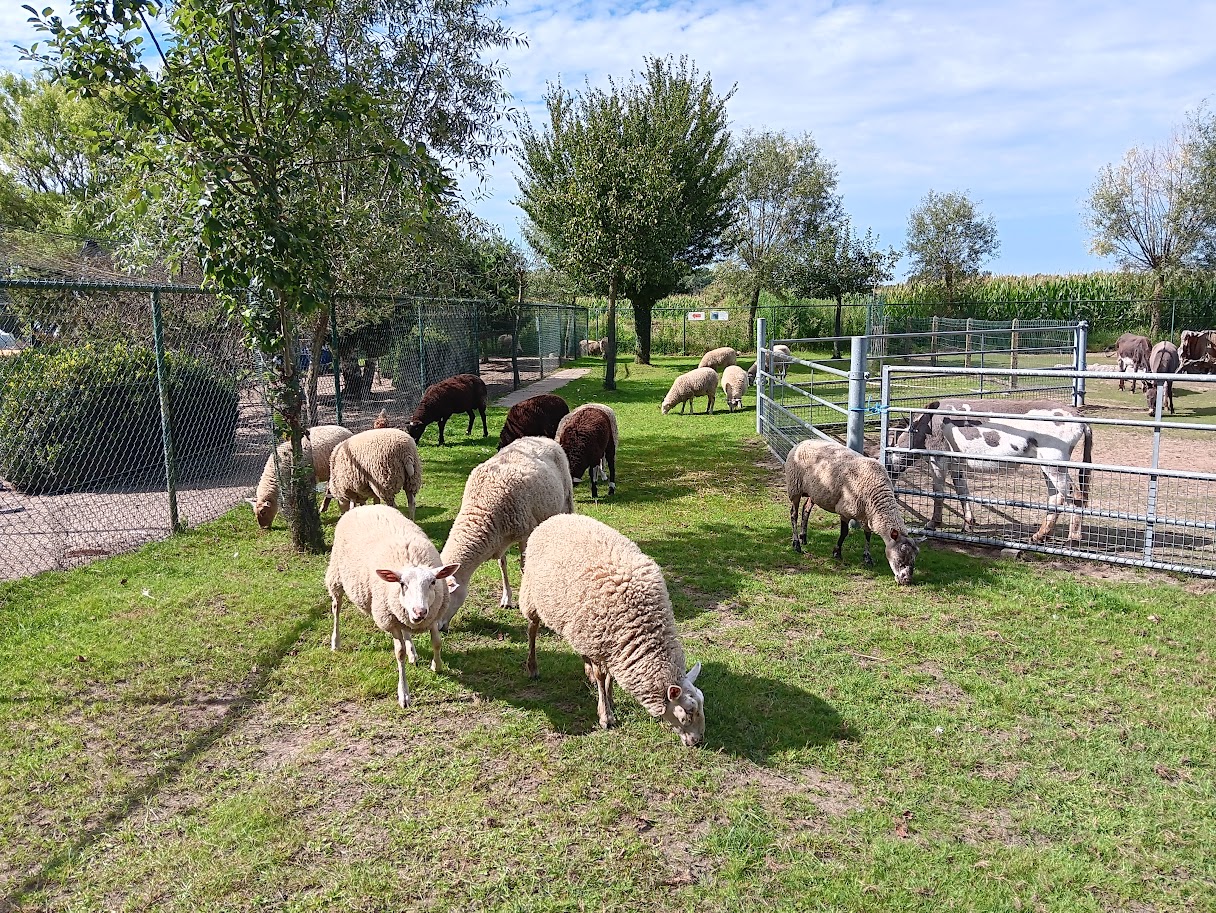 Onze schapen zijn onze grasmaaiers